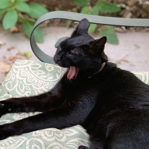 Meet your Posher, Alice